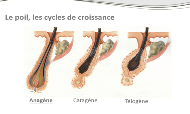 phases.poils